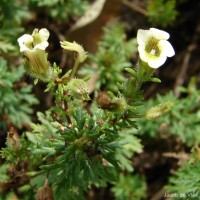 Limnophila indica (L.) Druce
